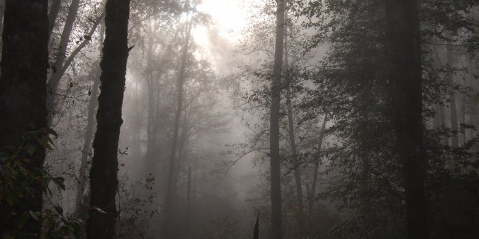 1920x1276 Foggy Forest Wallpaper (74+ images)