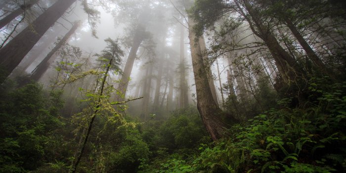 3840x2160 Wallpaper fog, 4k, HD wallpaper, forest, green, plants, Nature #577