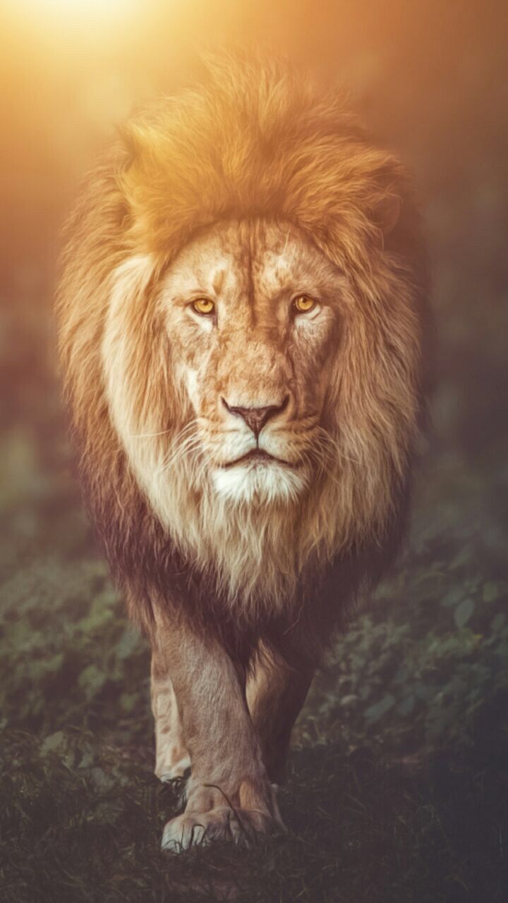 720x1280 Lion Wallpaper background | wallpapers in 2019 | Lion wallpaper