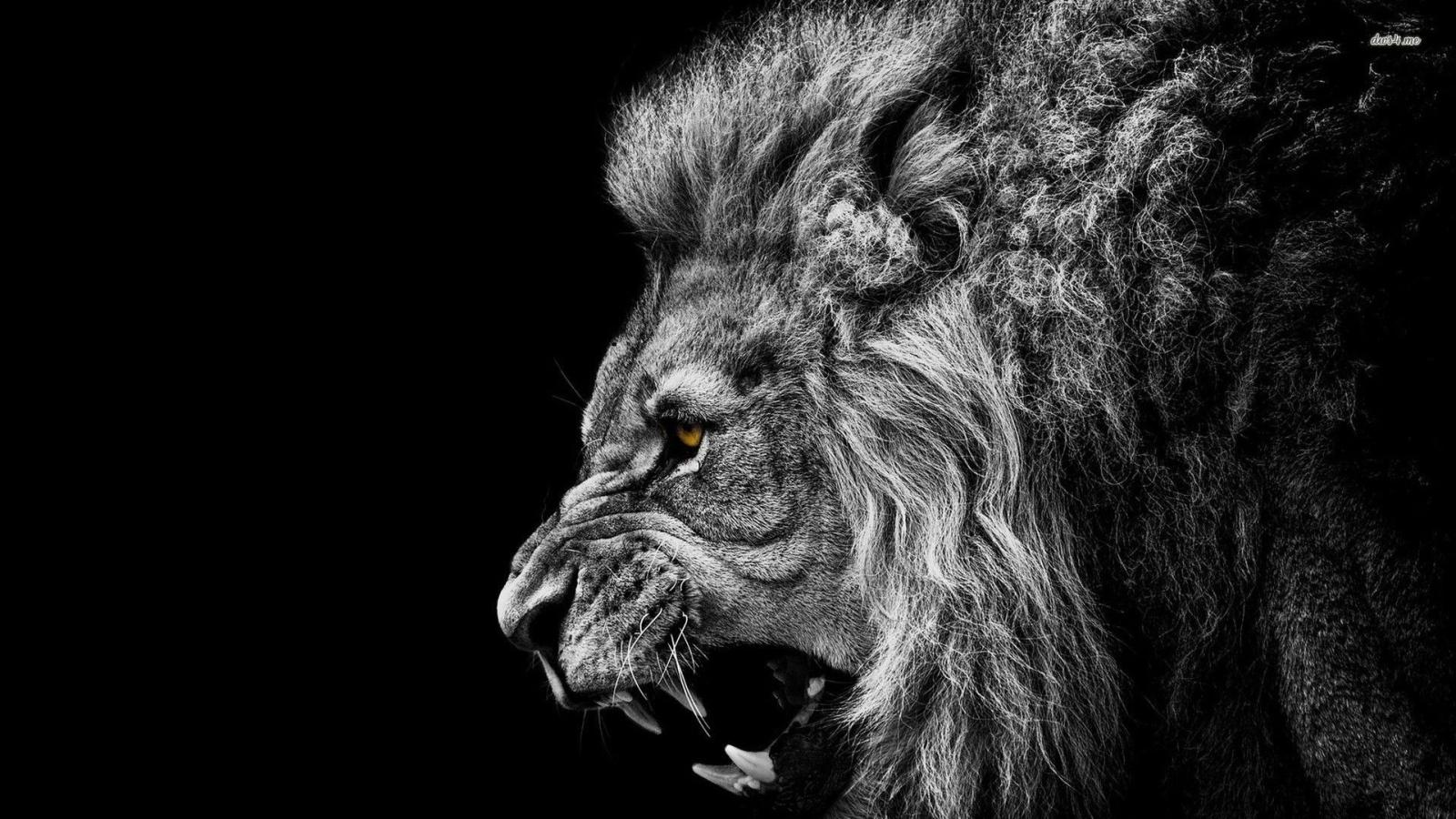 1920x1080 Roaring Lion Wallpaper (67+ images)