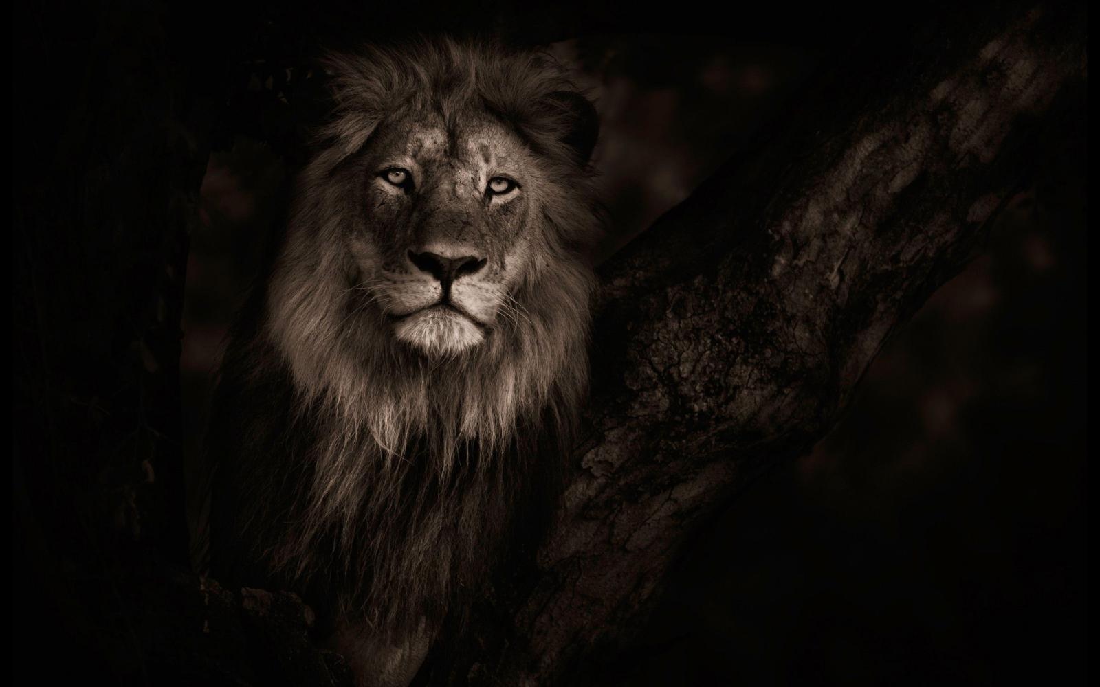 2560x1600 69+ Roaring Lion Wallpapers on WallpaperPlay