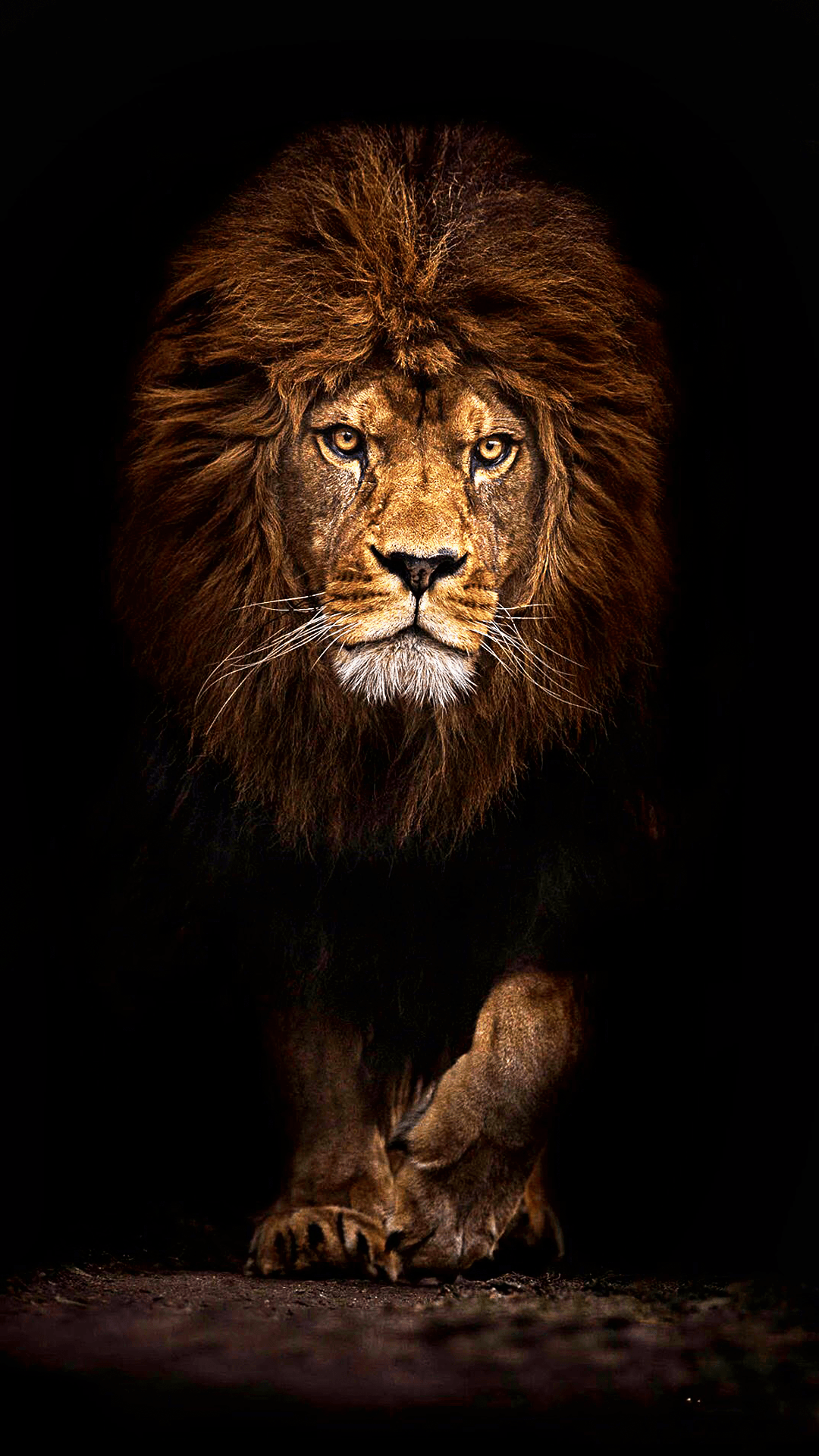 1080x1920 4K Ultra HD Lions Wallpapers - Top Free 4K Ultra HD Lions