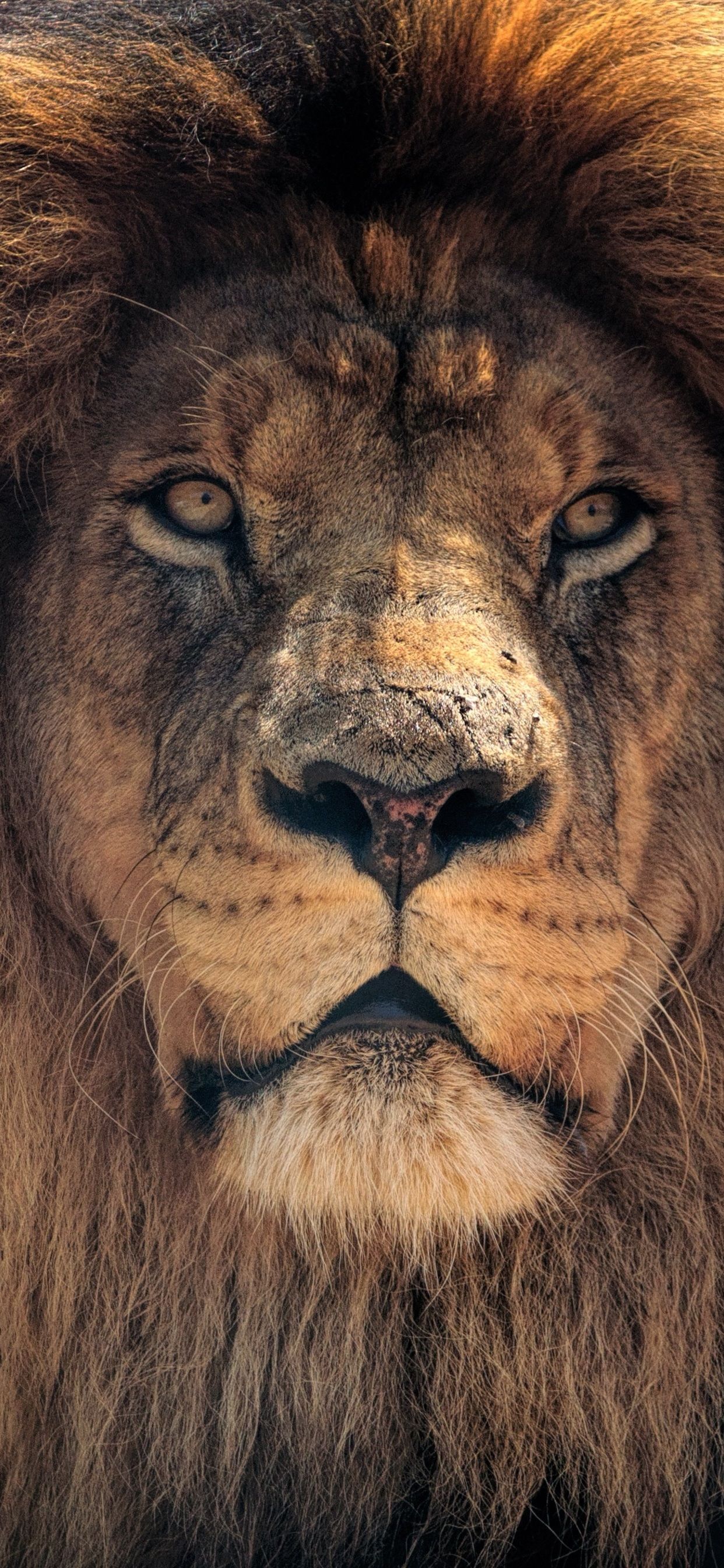 1242x2688 1242x2688 4k Lion Hd Iphone XS MAX HD 4k Wallpapers, Images