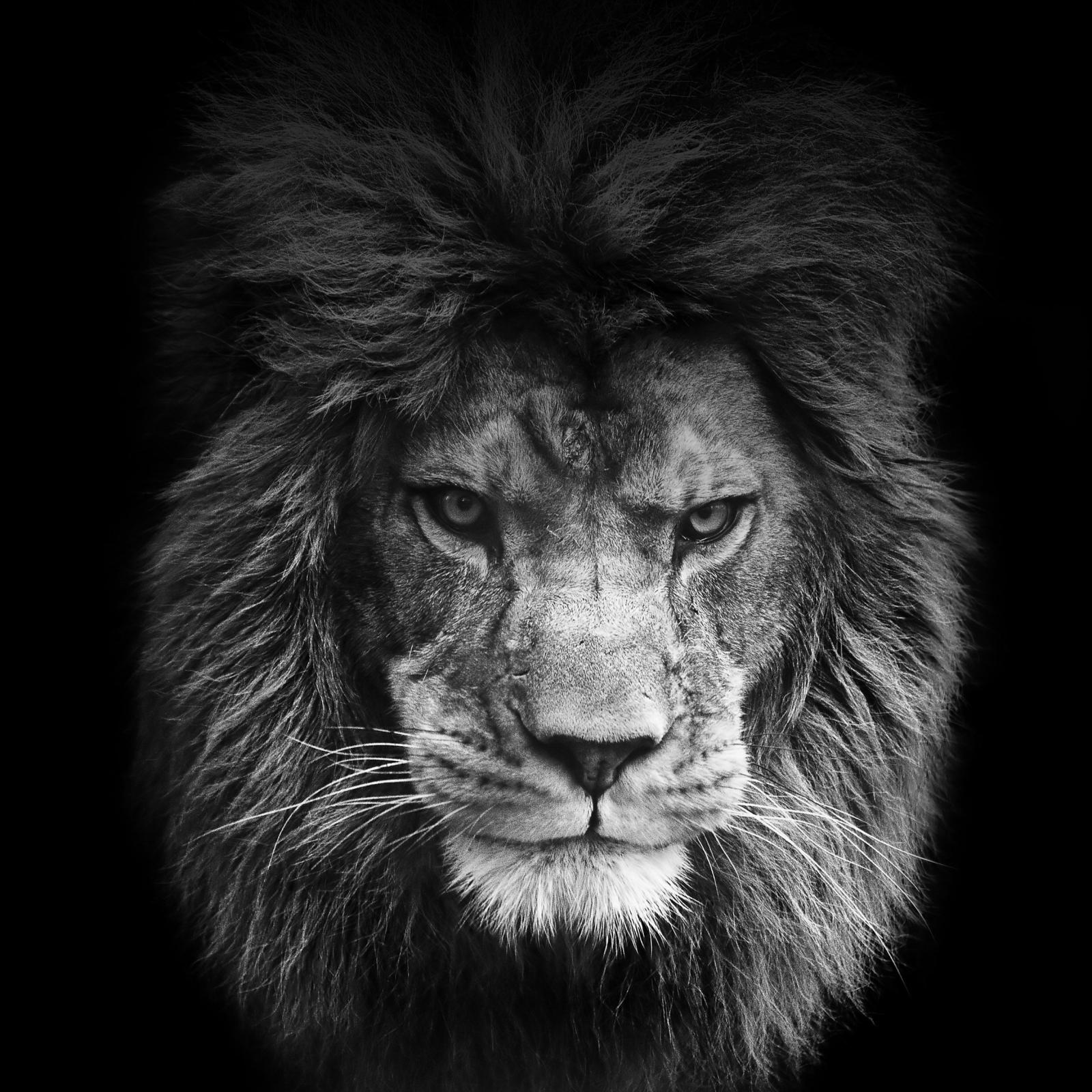 2448x2448 Lion wallpapers for iPhone and iPad