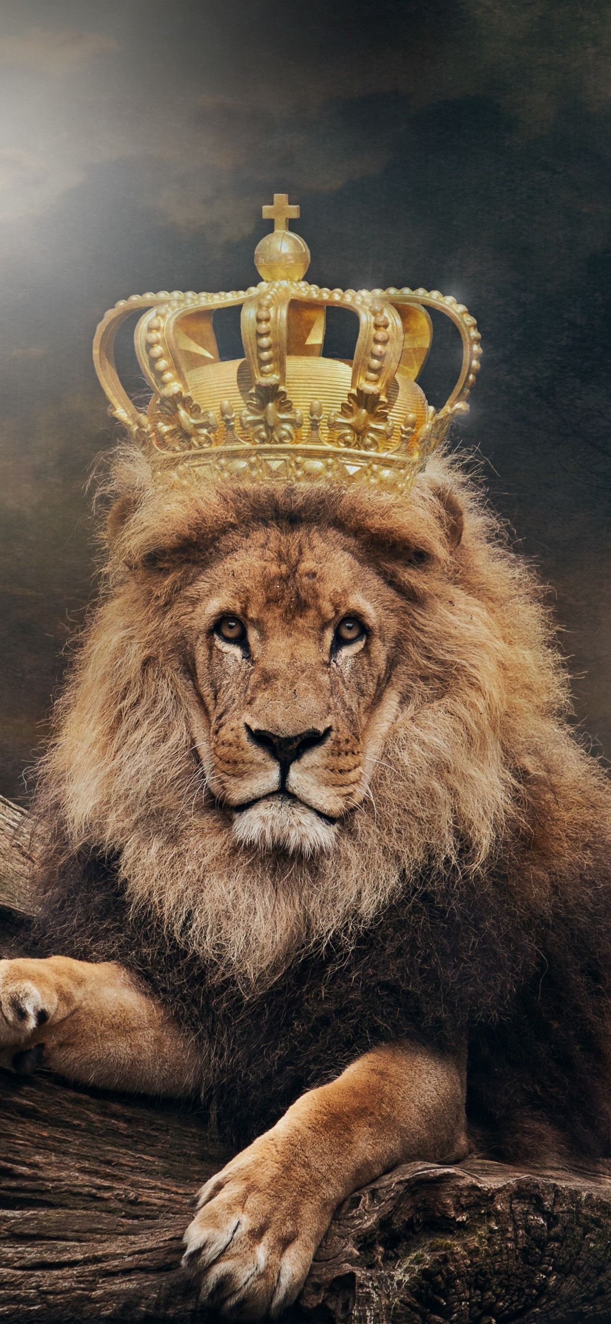 1242x2688 Wallpaper Lion, king, crown 3840x2160 UHD 4K Picture, Image