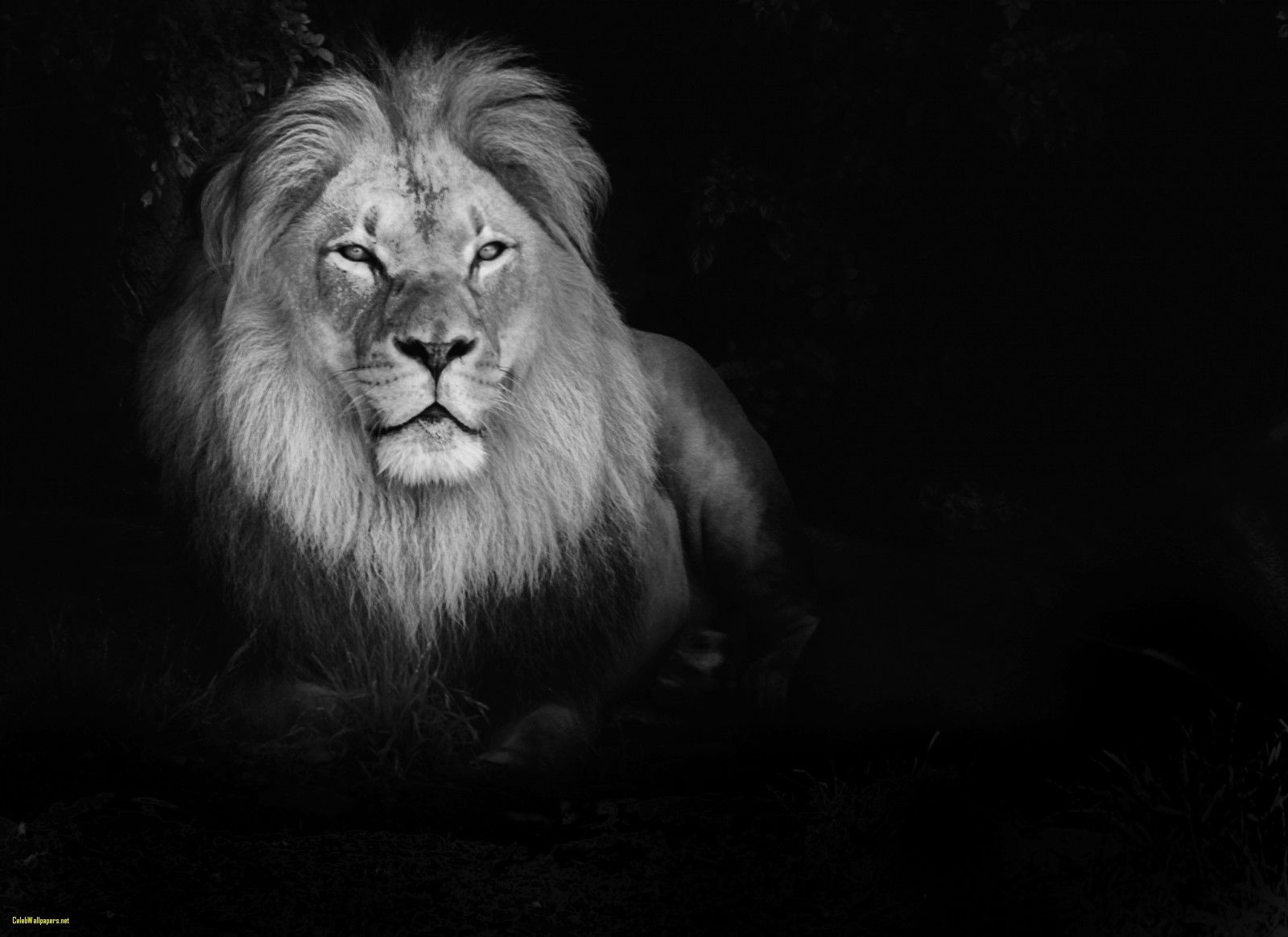 1600x1164 White Lion Wallpaper 27 - 1600 X 1164