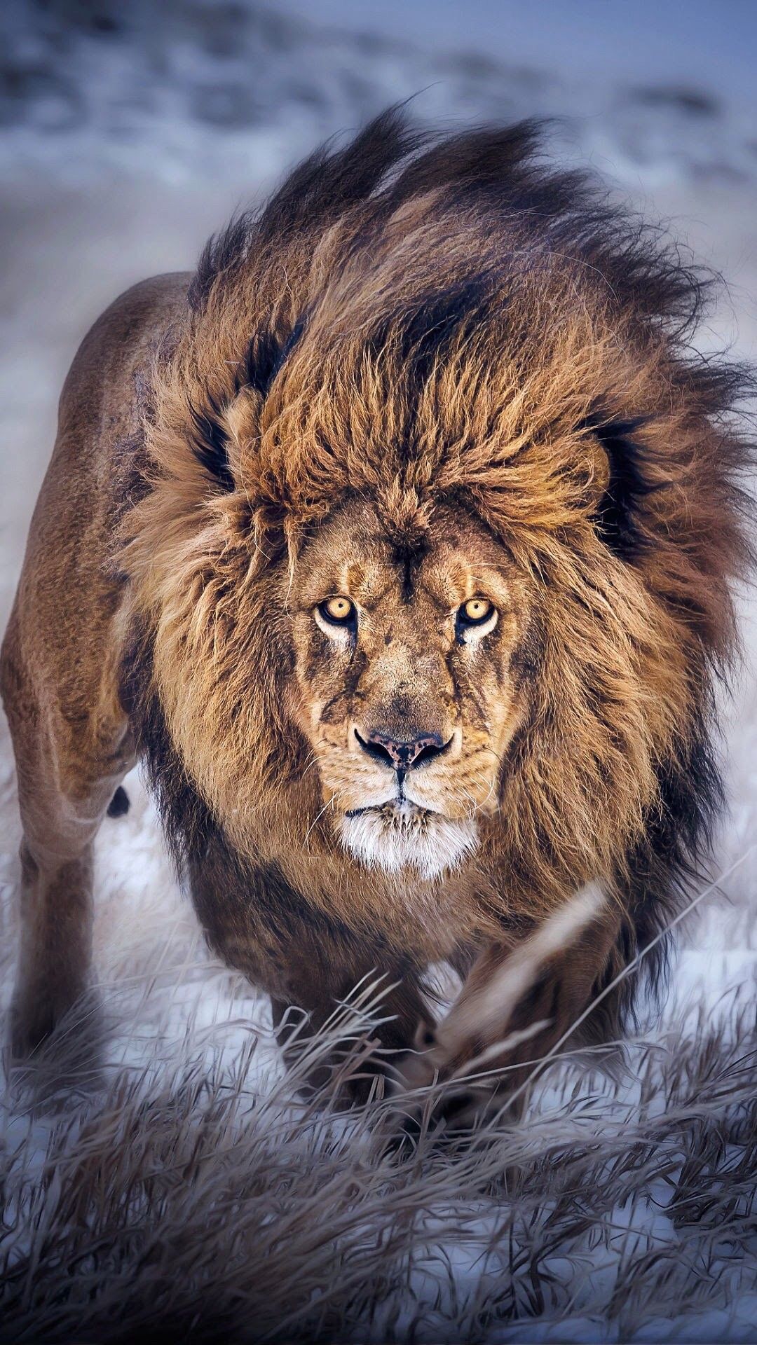 1080x1920 Lion iPhone Wallpaper (79+ images)