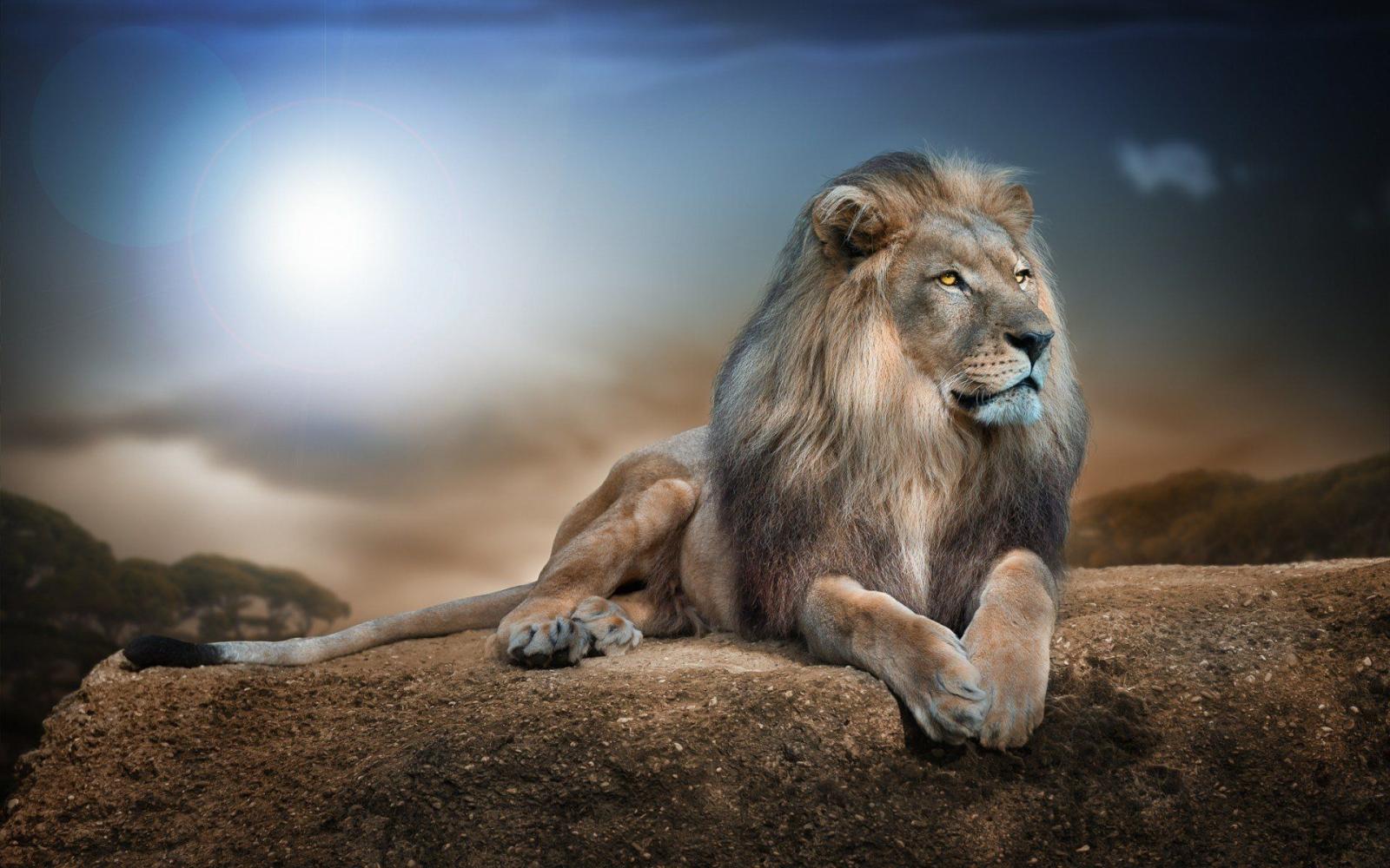 1920x1200 Lion HD Wallpaper | Background Image | 1920x1200 | ID:487131