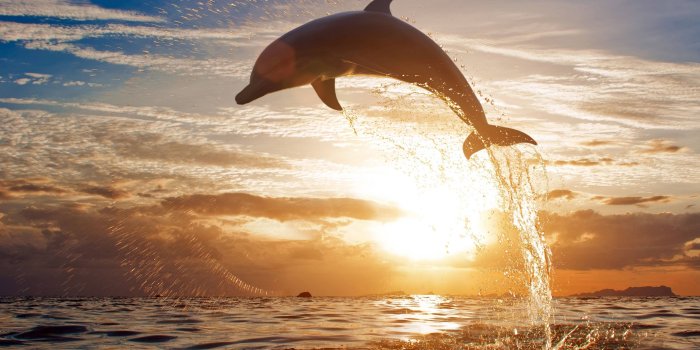 4000x2493 Dolphin Wallpapers