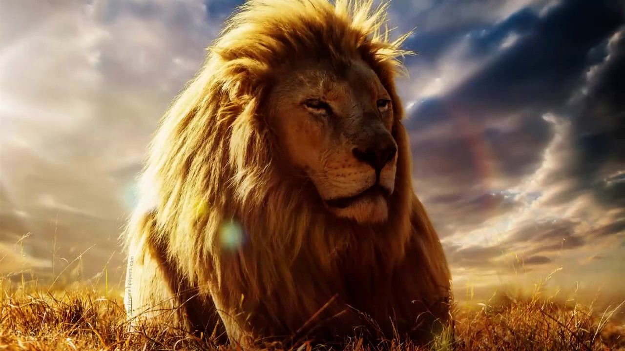1280x720 Lion Grass Animated Wallpaper