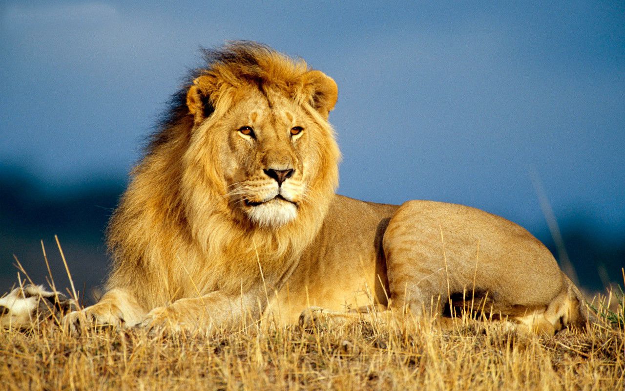 1280x800 Free Lion wallpaper | 1280x800 | #13125