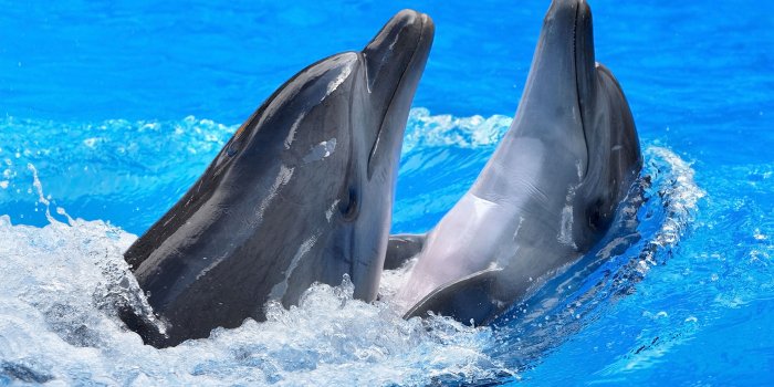 4800x3781 204 Dolphin HD Wallpapers | Background Images