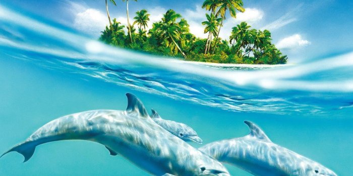 1600x1200 Free Dolphin Wallpapers For Desktop