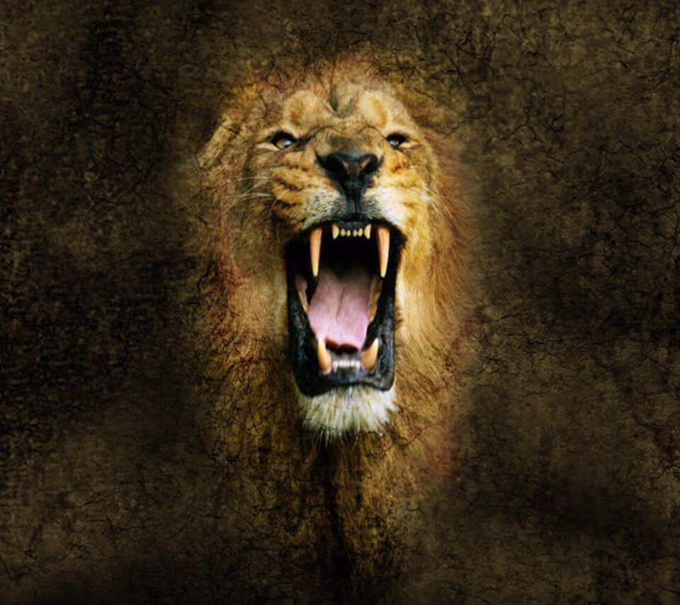 960x854 The lion wallpaper Gallery