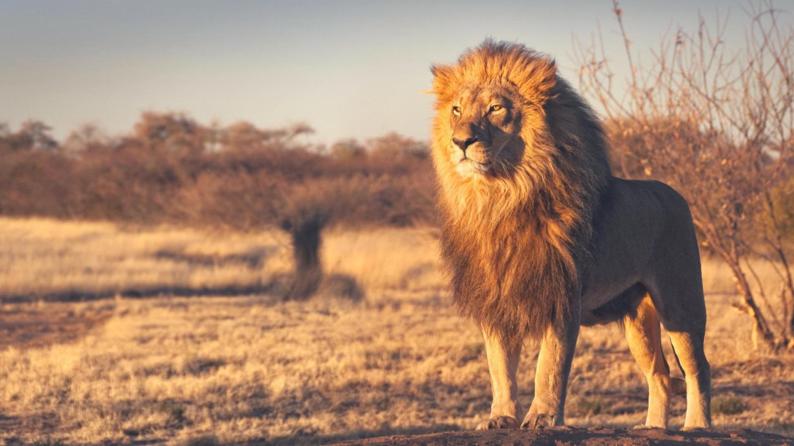 1920x1080 Lion Wallpaper Hd 1080p - (63+) Group Wallpapers