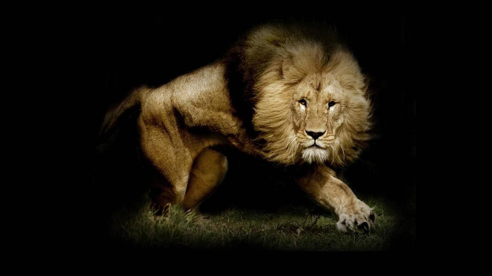 1920x1080 Lion Wallpapers | Best Wallpapers
