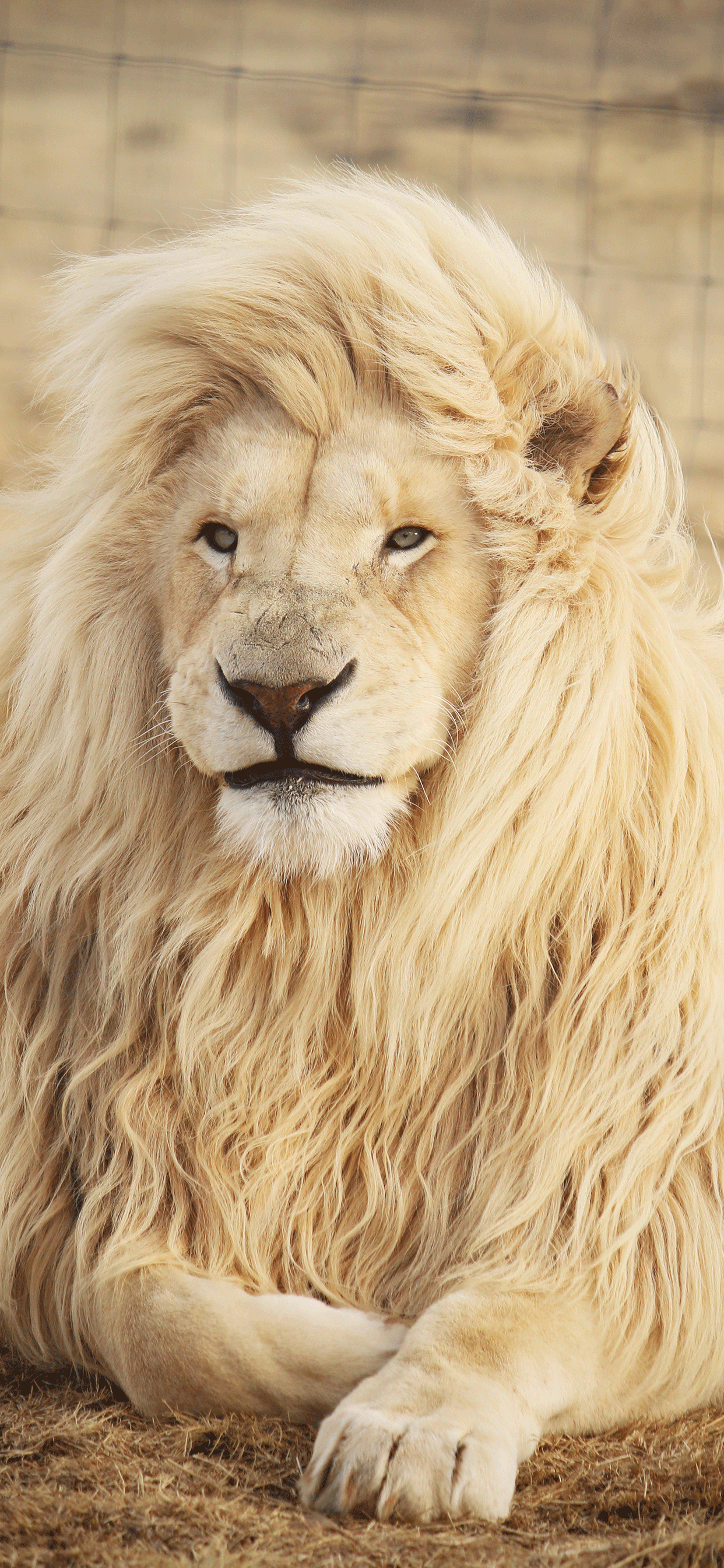 1242x2688 Lion Wallpaper for iPhone X, 8, 7, 6 - Free Download on 3Wallpapers
