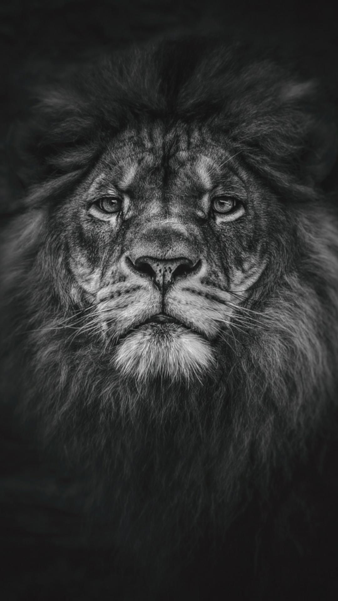 1080x1920 Lion Wallpaper - Album on Imgur