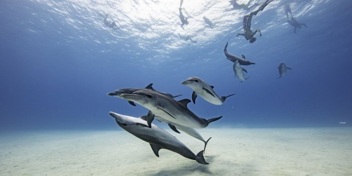 2880x1800 Dolphin Wallpaper | WildQuest | Wild Dolphin Swims Bahamas