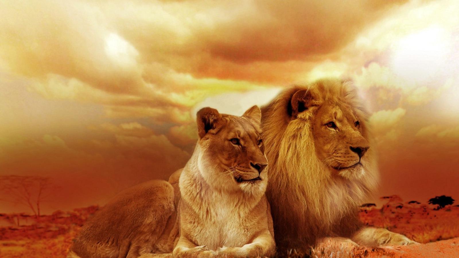 1920x1080 Lion HD Wallpapers (39 images) - Wallpaper Stream