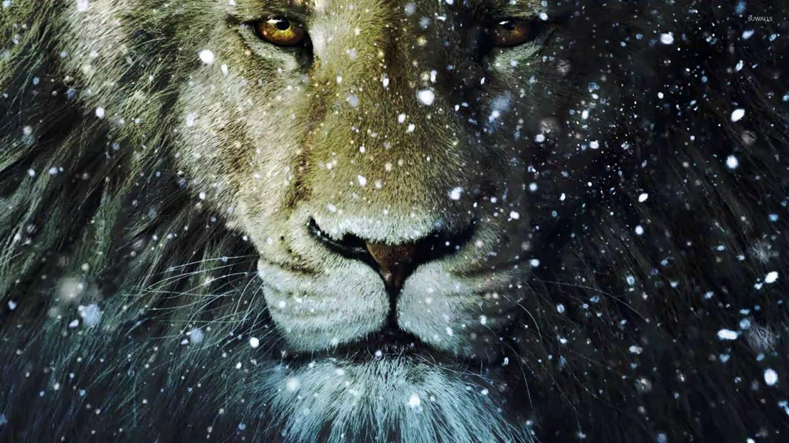 1920x1080 Lion in the snow wallpaper - Animal wallpapers - #29278