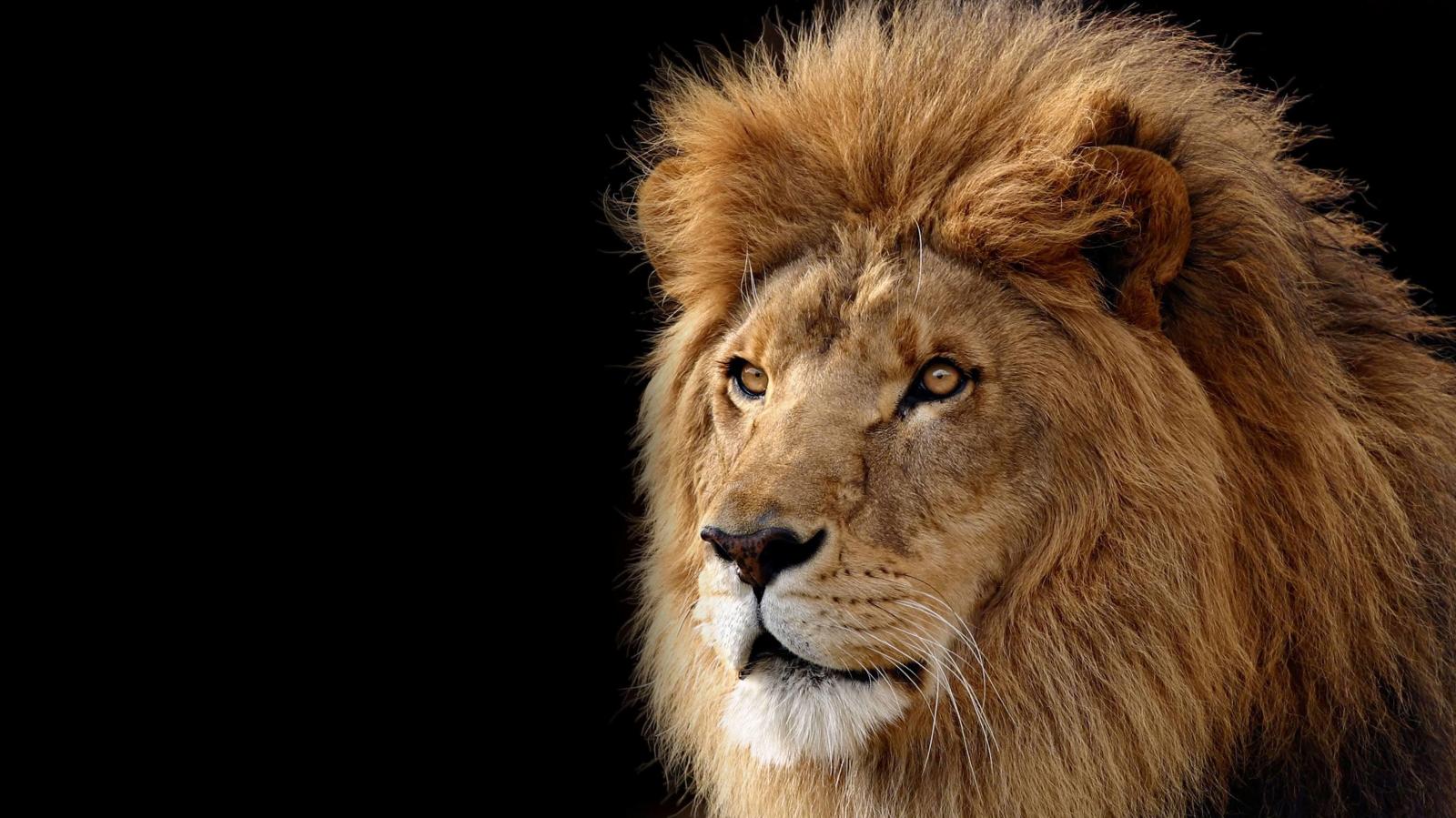 3641x2048 Lion Hd Wallpaper Download (44+), Download 4K Wallpapers For Free