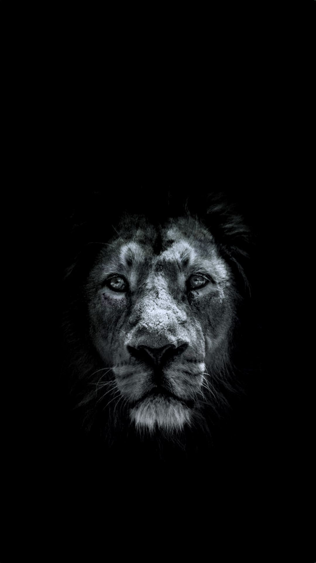 1080x1920 Lion HD Wallpaper For Your HTC Smartphone