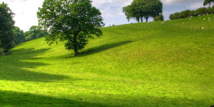 1440x2560 Bright Light Meadow Wallpaper - iPhone, Android & Desktop Backgrounds