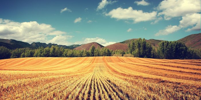1920x1080 Harvest Wallpapers - Top Free Harvest Backgrounds - WallpaperAccess