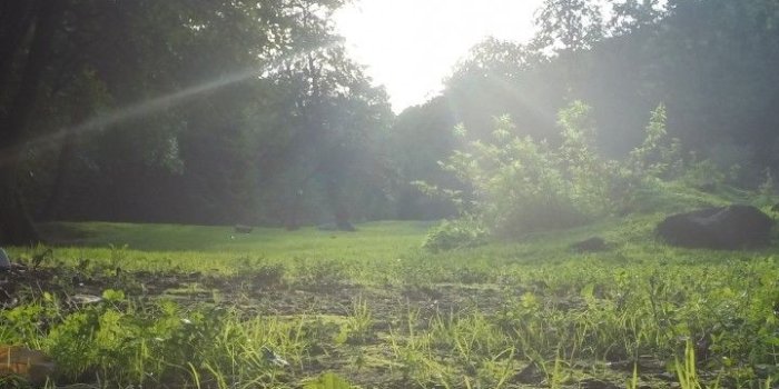 720x1280 Great Tall Treesnorth Of Iran. Wallpaper 720x1280 - Wallpapers Haze