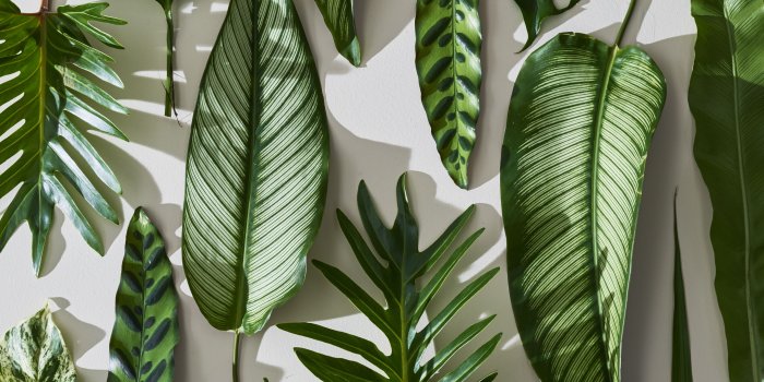 5120x2880 60+ Tropical Leaves Desktop Wallpapers - Download at WallpaperBro