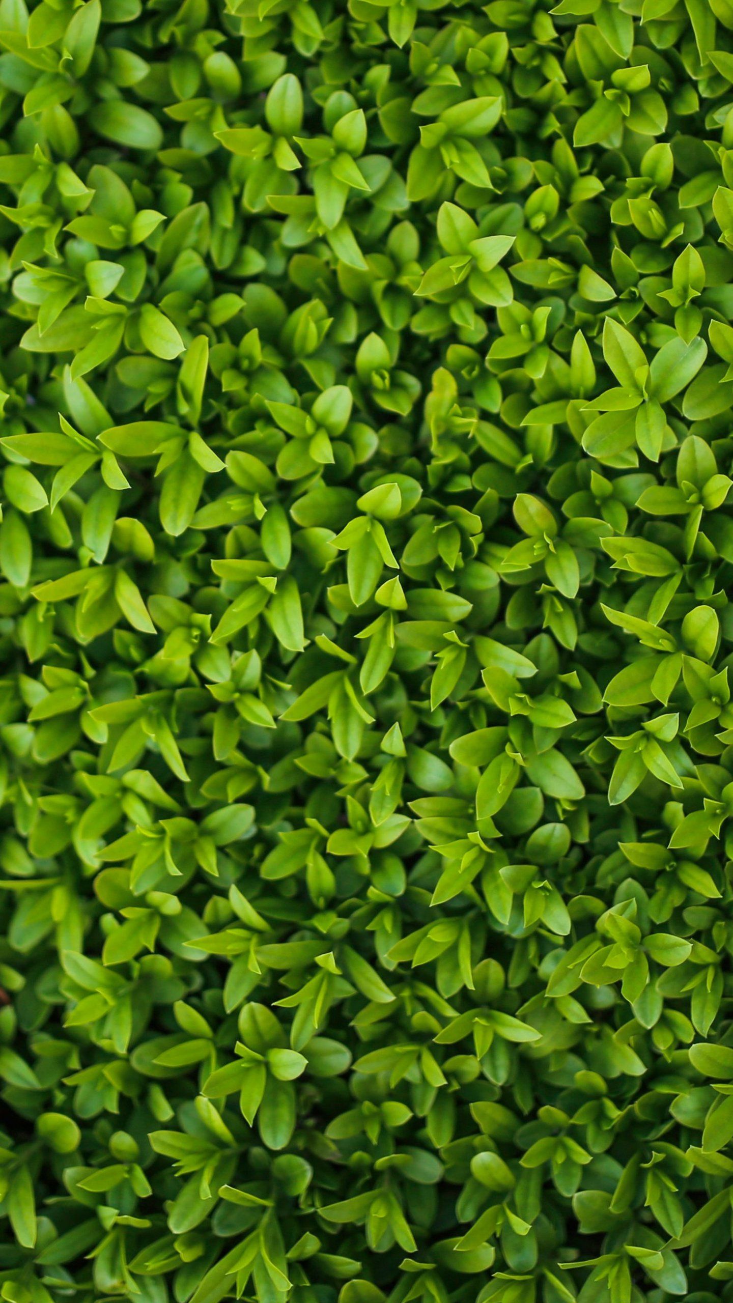 1440x2560 Tiny Leaves Texture Wallpaper - iPhone, Android & Desktop Backgrounds