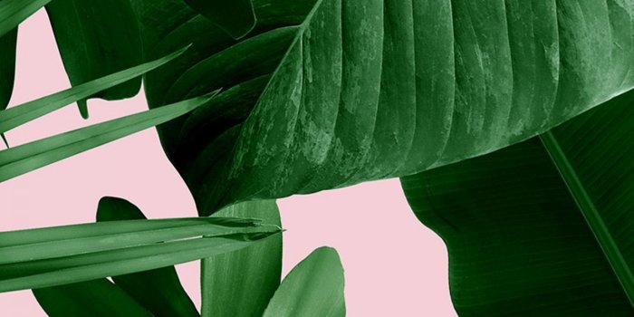 1280x1920 Wild Thing · Flavor Paper