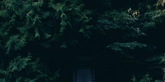 1080x1920 Dense Green Forest Bridge Android Wallpaper #Android #wallpaper