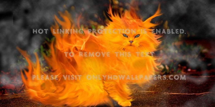 1280x853 cats fire flareon
