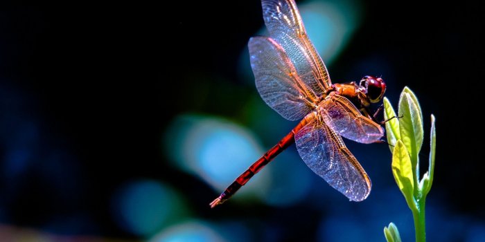 1920x1200 60+ Dragonfly Wallpapers on WallpaperPlay
