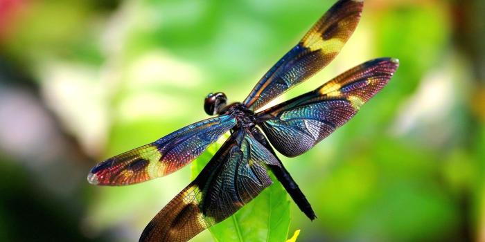2048x1345 240 Dragonfly HD Wallpapers | Background Images