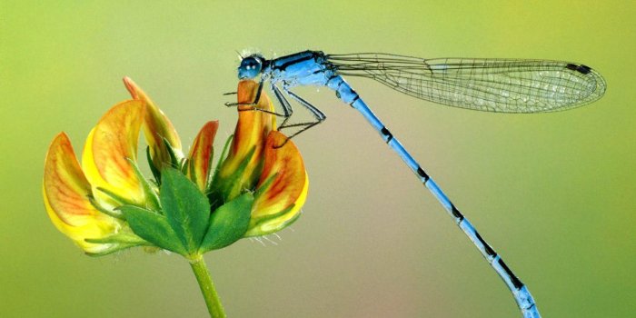 1600x1200 Free Dragonfly Wallpapers