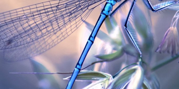 1125x2436 Dragonfly, grass, hazy 1125x2436 iPhone XS/X wallpaper, background