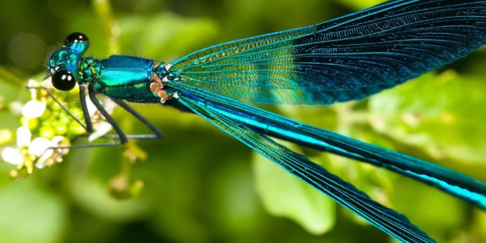 1920x1440 60+ Dragonfly Wallpapers on WallpaperPlay