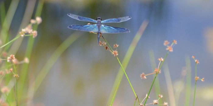 2560x1440 Dragonfly Desktop Background Wallpapers 11097 - Unity Pixel