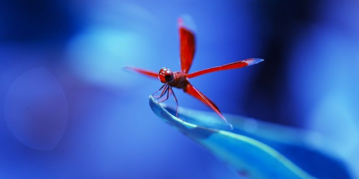 1680x1050 Dragonfly - Dragonflies Wallpaper (40609347) - Fanpop