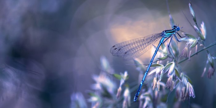 3840x2547 2707783 3840x2547 dragonfly 4k wallpaper cool | Animal | Tokkoro.com