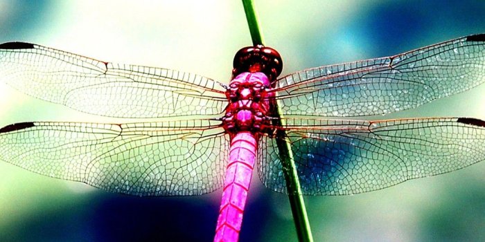1024x768 Dragonfly - Dragonflies Wallpaper (40609346) - Fanpop