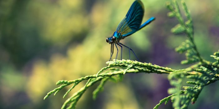 2560x1440 Dragonfly Wallpaper 7 - 2560 X 1440
