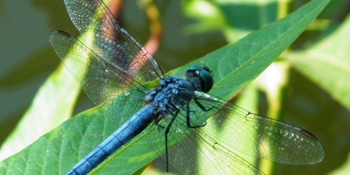 1600x1200 blue-green-dragonfly-wallpaper-2 - Conservation Action Trust