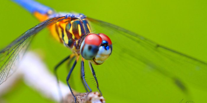 5184x3456 240 Dragonfly HD Wallpapers | Background Images