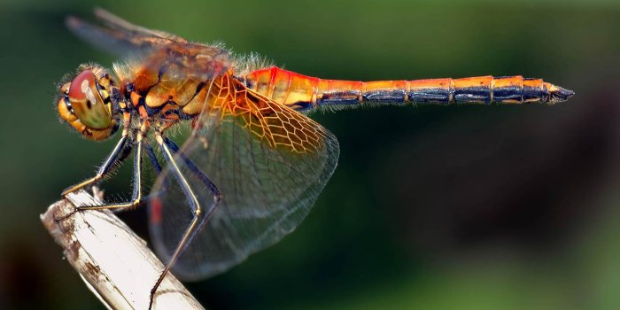 1600x981 Dragonfly Wallpaper and background - Animals Town