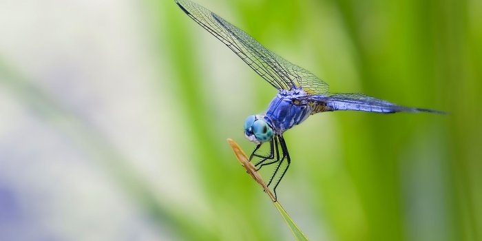1920x1080 Dragonfly HQ Background Wallpaper 11105 - Unity Pixel