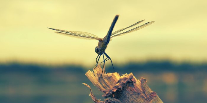 2560x1600 Dragonfly Wallpapers HD #4KJ7DV6 | WallpapersExpert.com